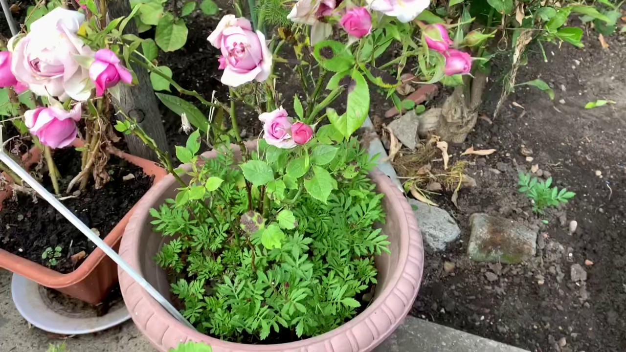 Bangladeshi Vegetable Garden| Update Week 3 | London 2020| Shokher Bagan| Bottle Gourds, Strawberry