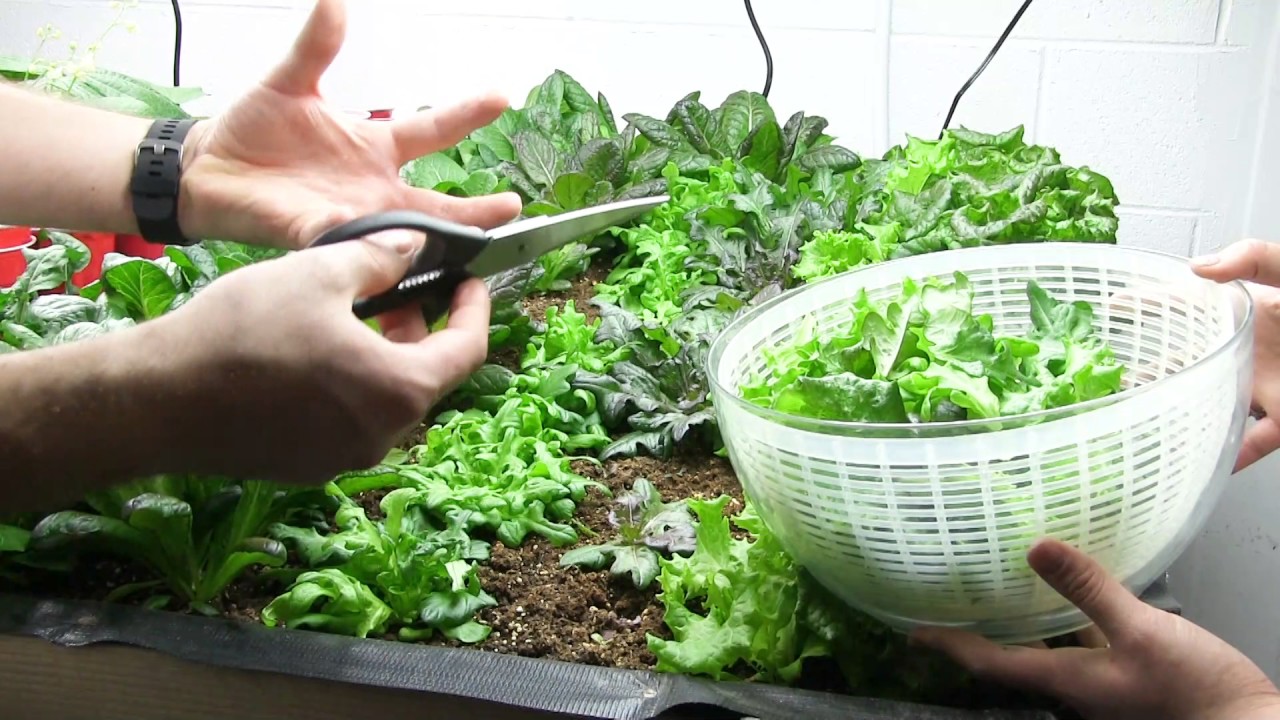 Large Harvest From the 100% Indoor Organic Garden