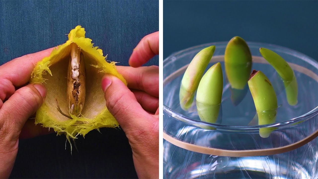 13 Genius Gardening Hacks That Youll Be Glad to Know! Blossom