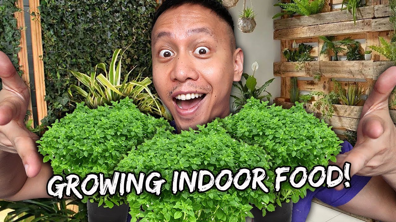 The Progress Of My Indoor Vegetable Garden | Vlog #812