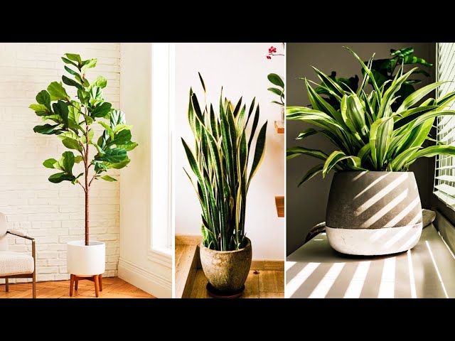 Indoor gardening plants that are popular and unique | Elegant Indoor Plants 2020