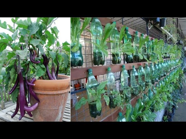 [STRANGE] Easy to grow vegetables and fruit on the terrace at home