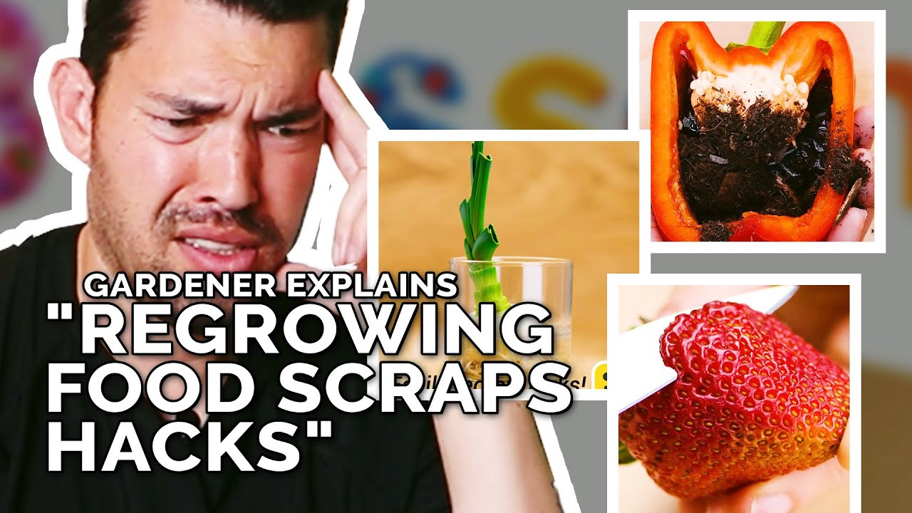 Do Regrowing Food Scraps Hacks Actually Work?