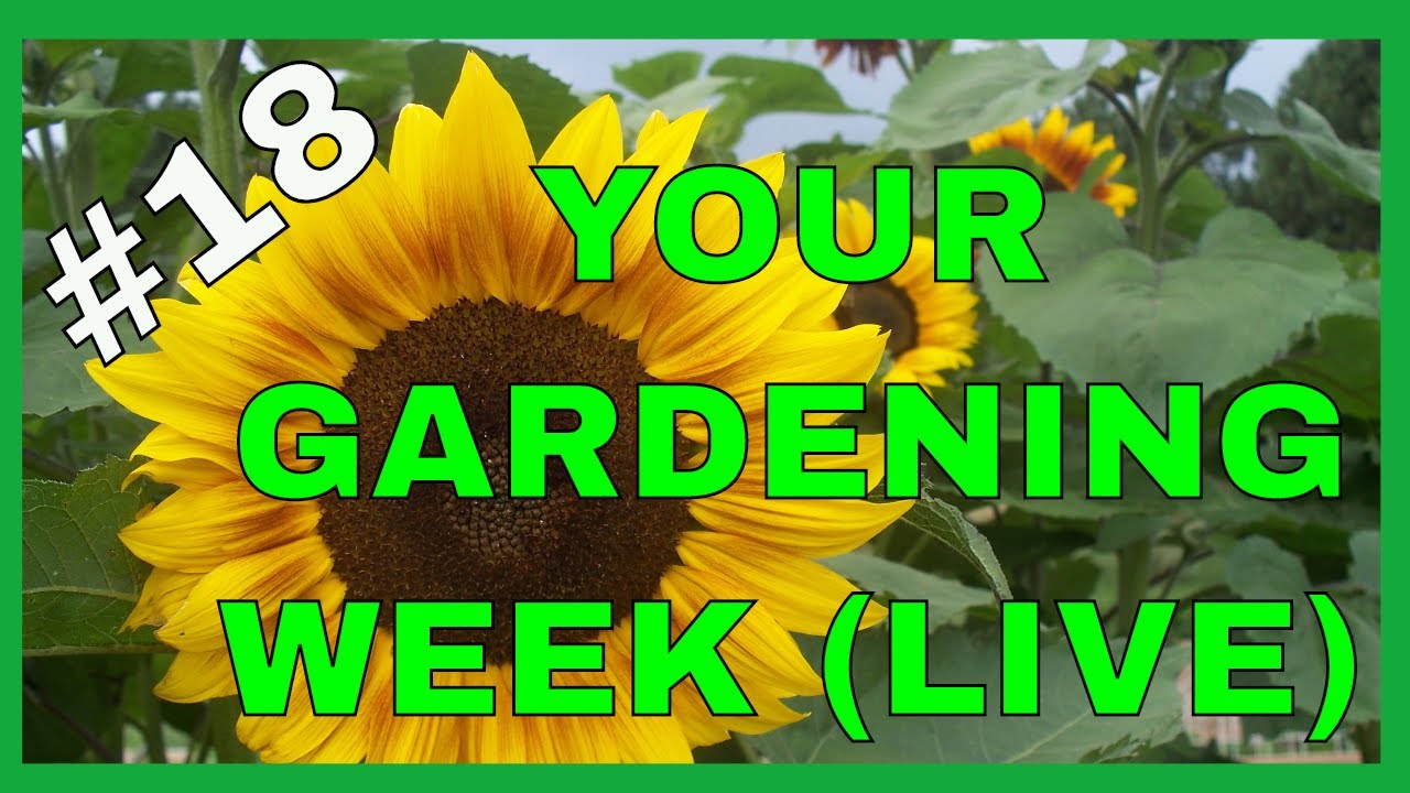 Gardening Tips for Success (Live Q & A)