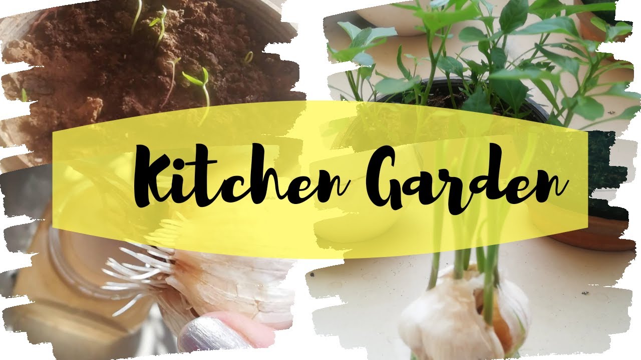 Setting up my Home Garden / Home Gardening Ideas / Home gardening ideas in Pakistan