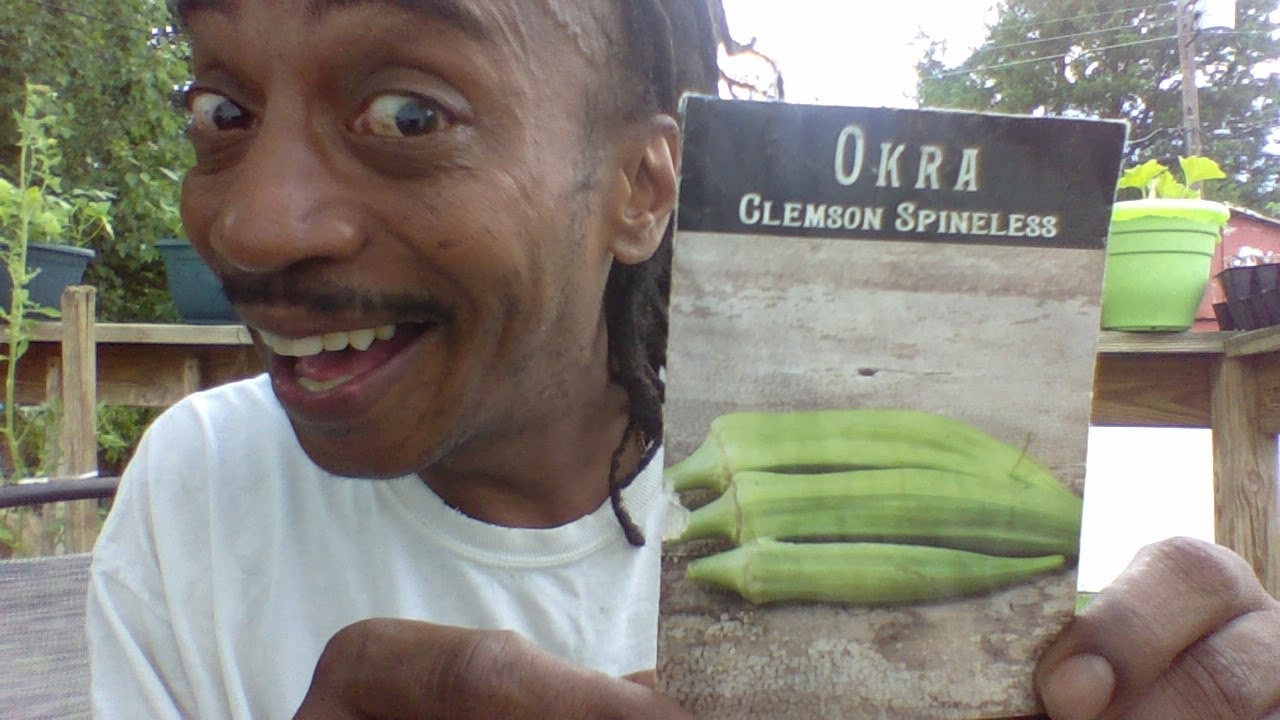 GROW OKRA IN CONTAINERS  HOW TO START FROM SEED TO HARVEST IN JULY  Gardening For Beginners 2020