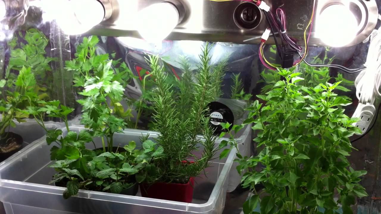 Indoor Garden Tips  Growing Herbs Indoors in Containers with Grow Lights