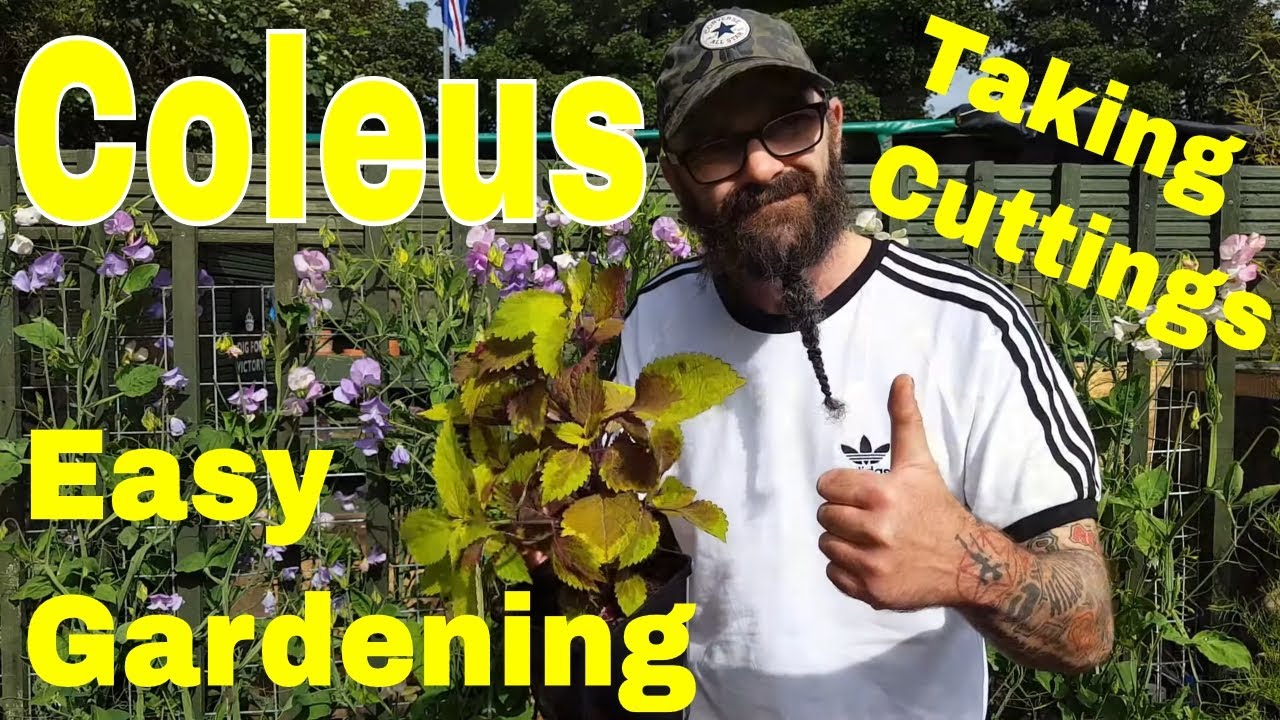 Coleus. Easy Gardening Hacks. Taking Cuttings. Siimple Gardening For Beginners. July 2020