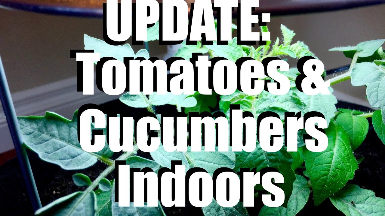 Growing Tomatoes and Cucumbers Indoors: UPDATE  #1 //  Growing Your Indoor Garden #7