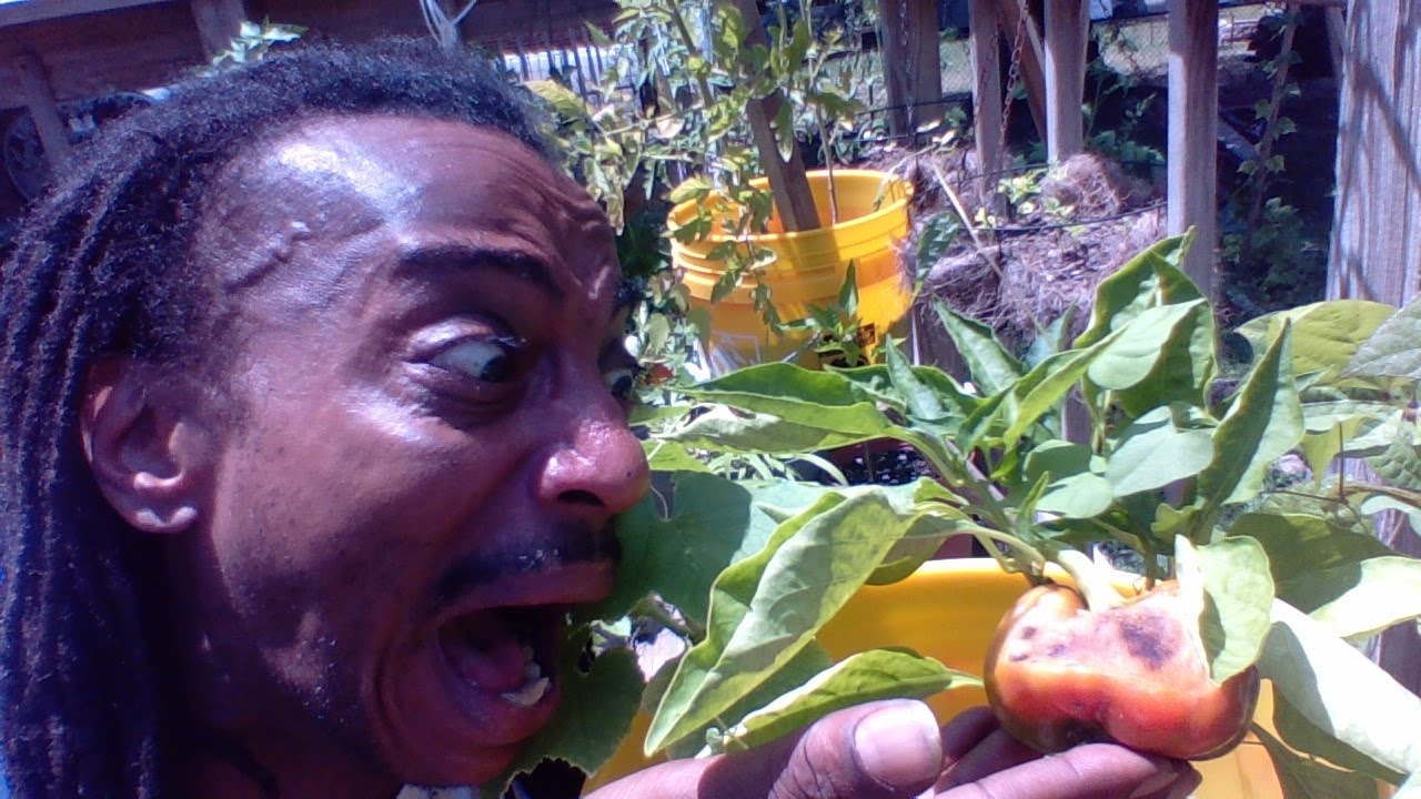 COMMON PROBLEMS WITH SQUASH ZUCCHINI & PEPPERS  ITS HOT! Gardening For Beginners 2020 #withme