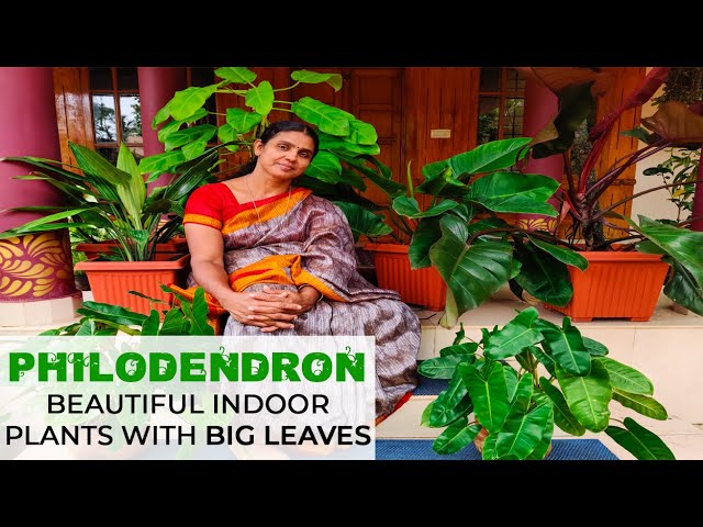 PHILODENDRON | Beautiful Indoor Plants With Big Leaves | Home Garden (Malayalam)