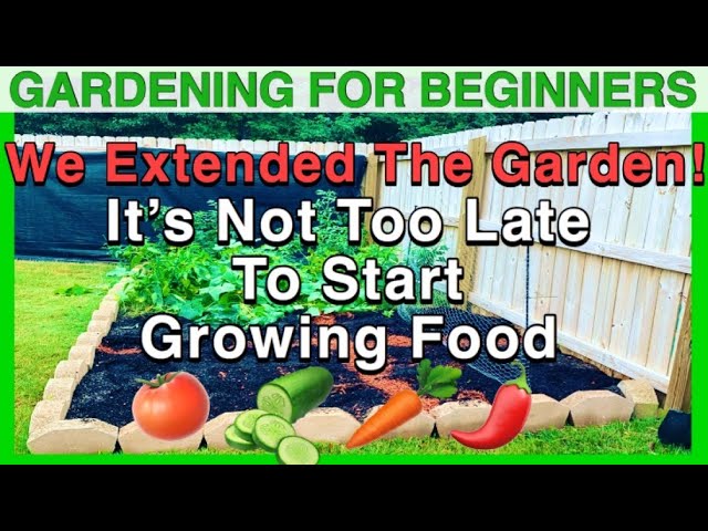 HOW TO PLANT AN ORGANIC VEGETABLE GARDEN FROM SEEDS | Gardening For Beginners