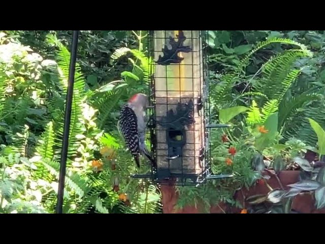 Cute Birds Are Playing inside a Garden | Gardening Tips