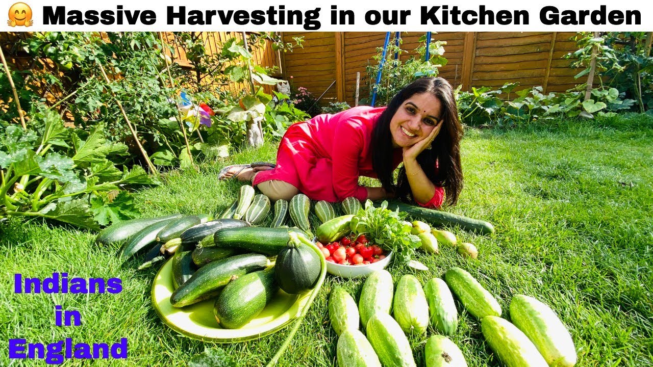 Massive Harvest In our Vegetable Garden| Kitchen Garden In England| The Sangwan Family