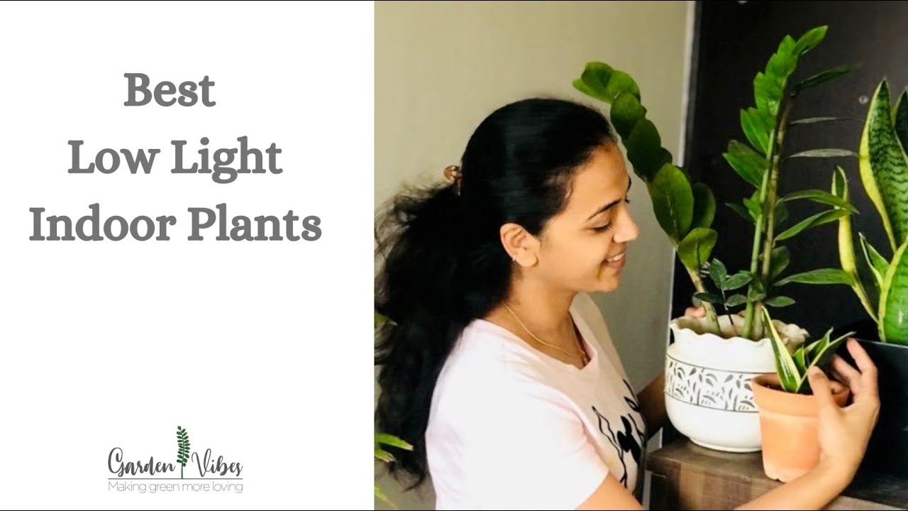 7 Best Low Light Plants for Indoor Gardening |  Easy to Grow Plants for Beginners