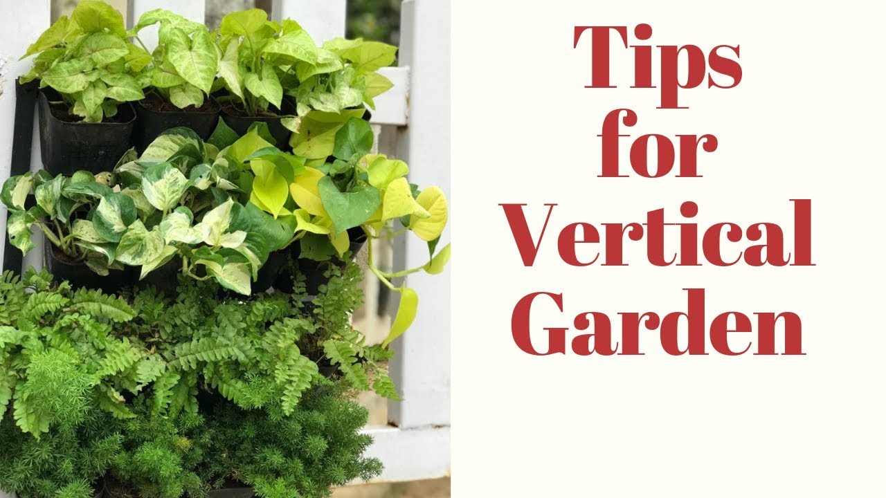 How to make a vertical garden||Tips to create vertical garden||Backyard gardening