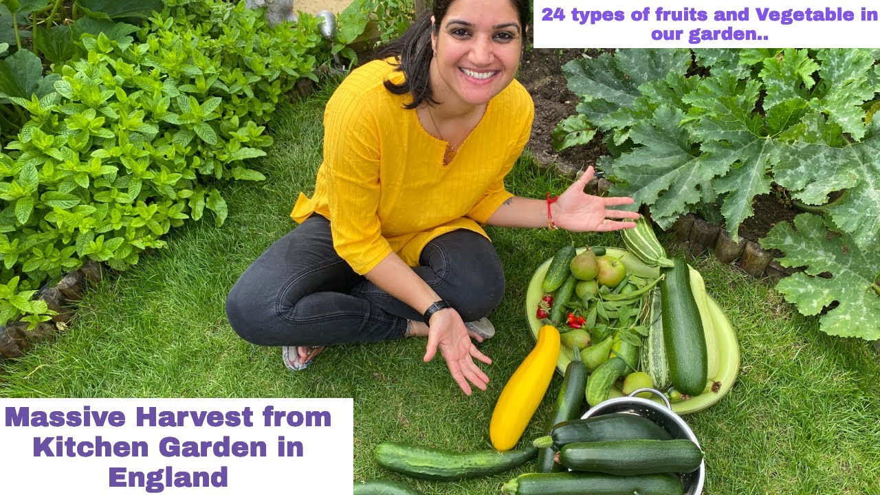 Vegetable Garden Tour- Aug Harvest Time| Massive Cucumbers in our Kitchen Garden| The Sangwan Family