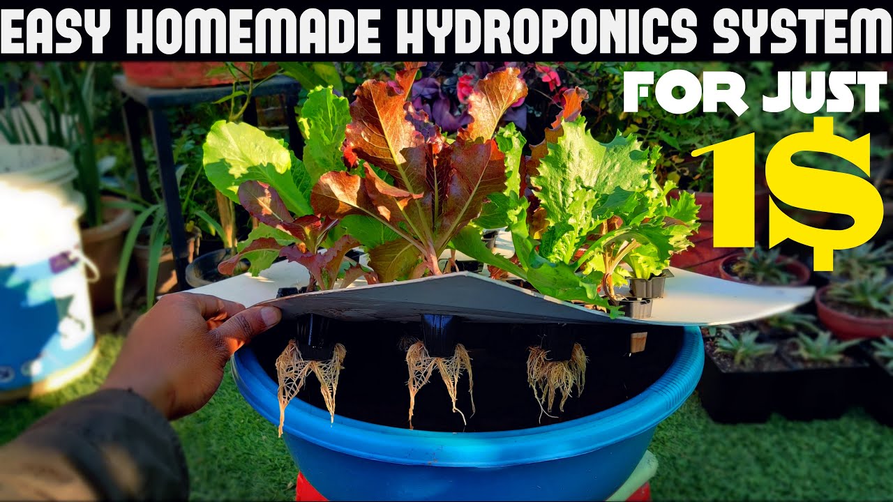 Cheapest Hydroponic System For Everyone | Under $1/100 Rs