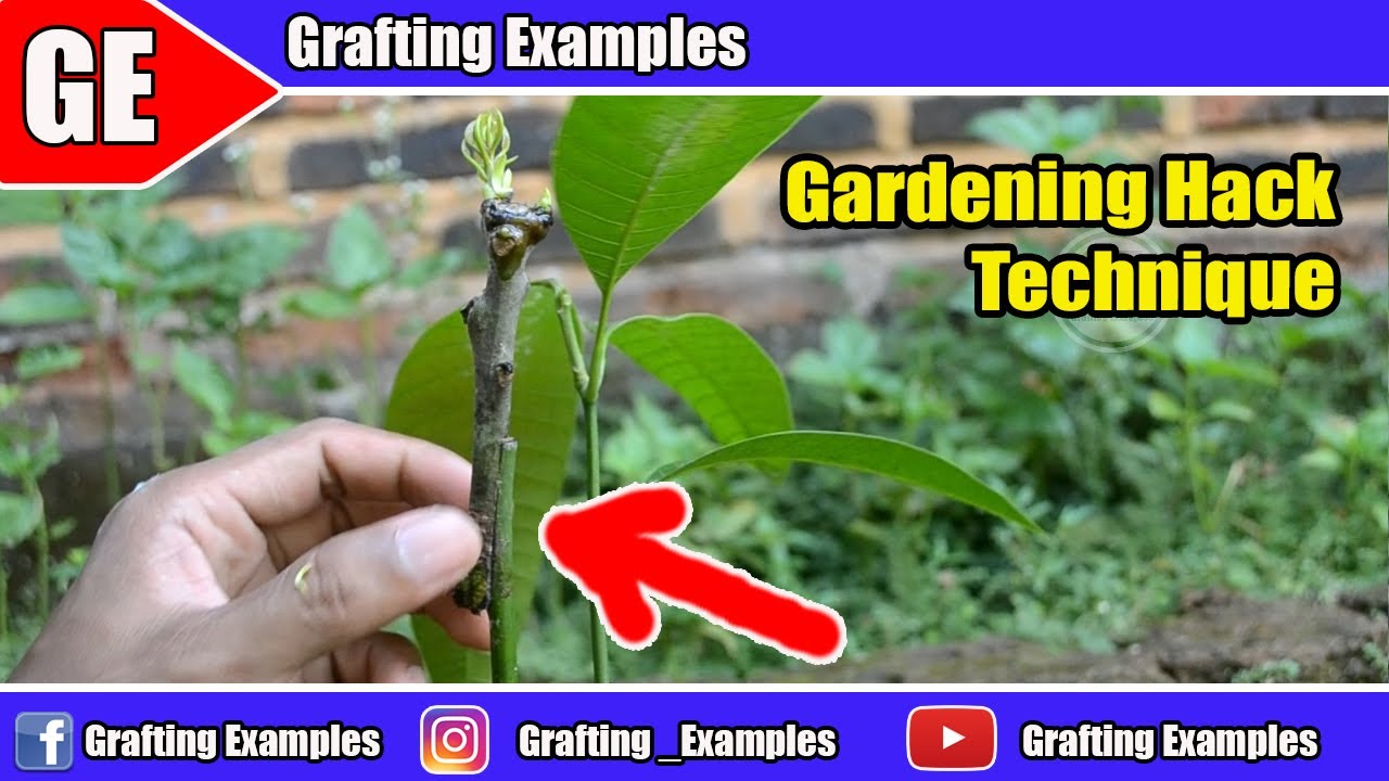 Gardening Hack On Young Mango Tree