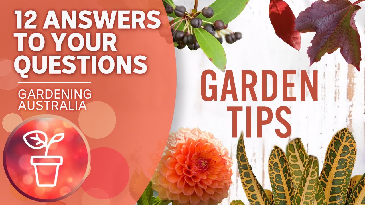 Common garden tips | Your questions, our answers | Gardening Australia