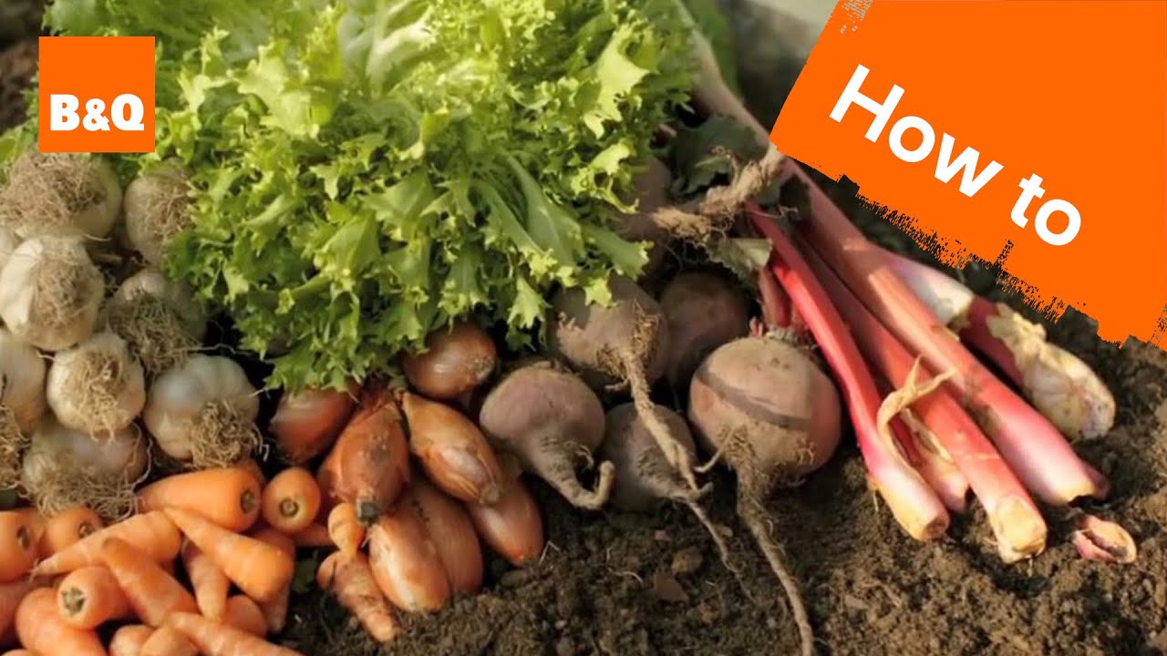 An introduction to growing your own fruit & veg