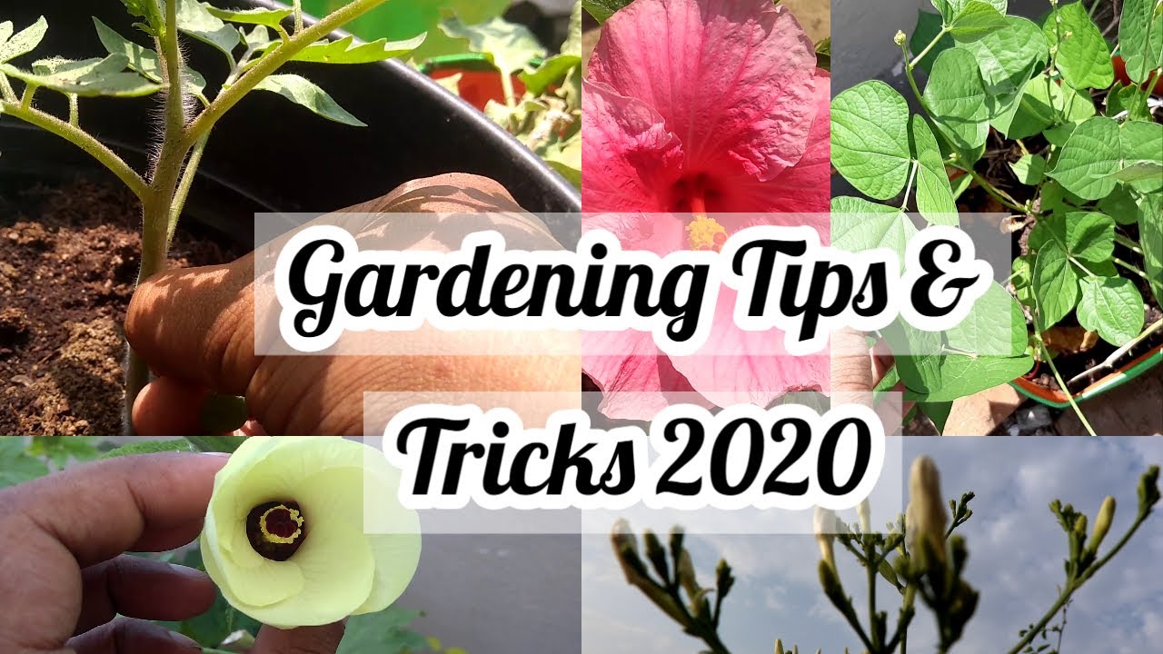 Gardening Tips & tricks 2020 | Sakthivel Organics |