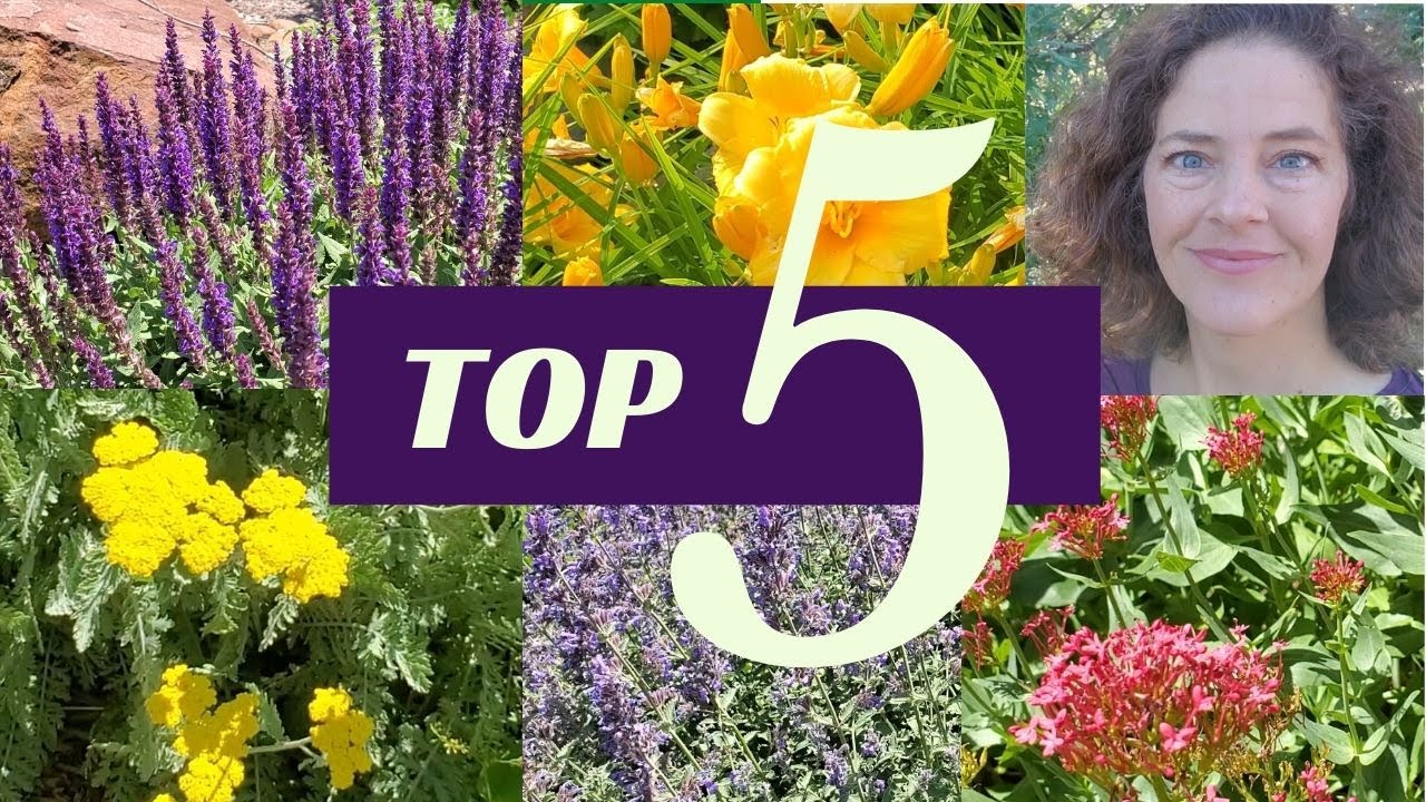 Top Five Easy Care Flowers for Your Garden (Great for Beginners!)