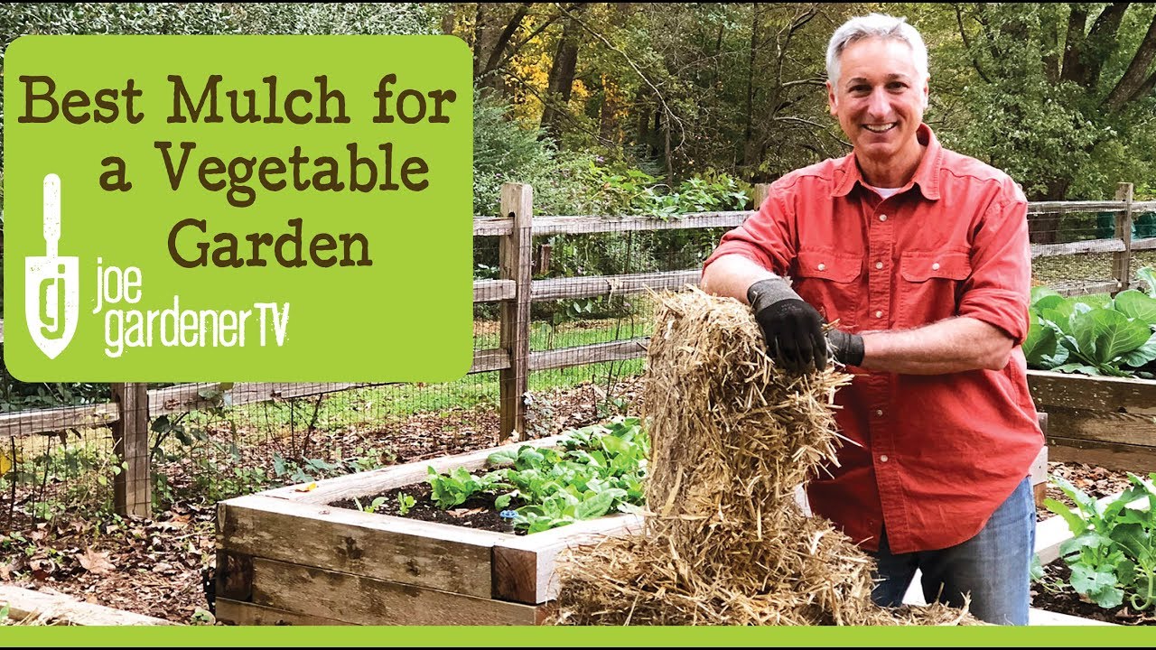 Best Mulch for a Vegetable Garden