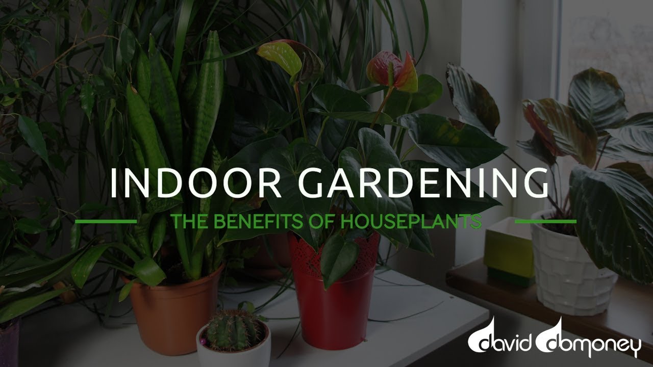 Indoor Gardening: The Benefits Of Houseplants