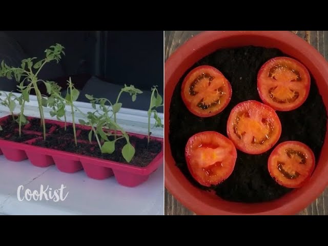 10 Gardening Hacks That Will Blow Your Mind!