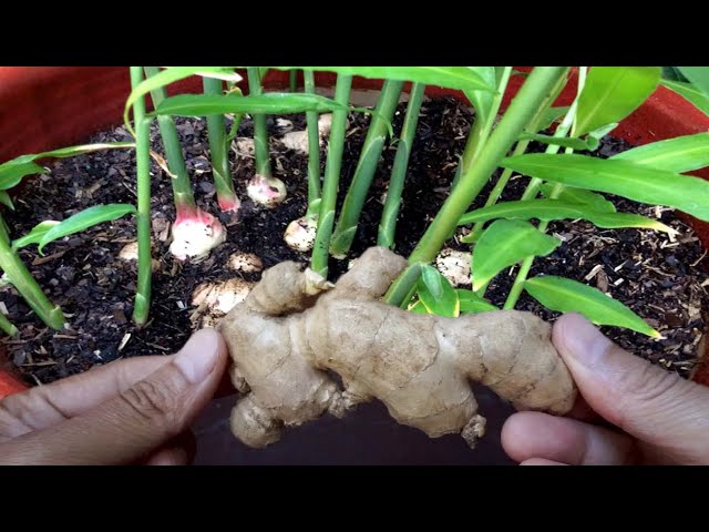 How To Grow Ginger Plant Indoors in Pot  Gardening Tips