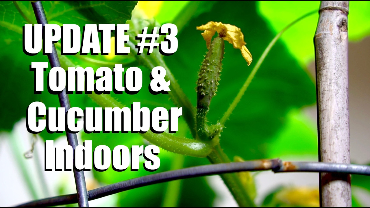 Growing Tomatoes and Cucumbers Indoors UPDATE #3: Hand Pollination  // Growing Your Indoor Garden #9