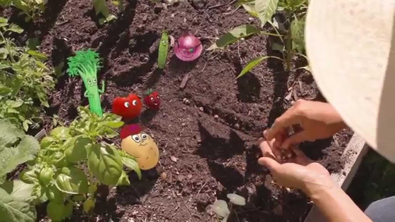 How To Grow An Organic Vegetable Garden: Episode 3 Seeds And Transplants