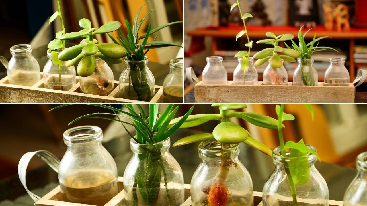 10 Vegetables You Can Regrow From Scrap In The Water | Gardening Tips.