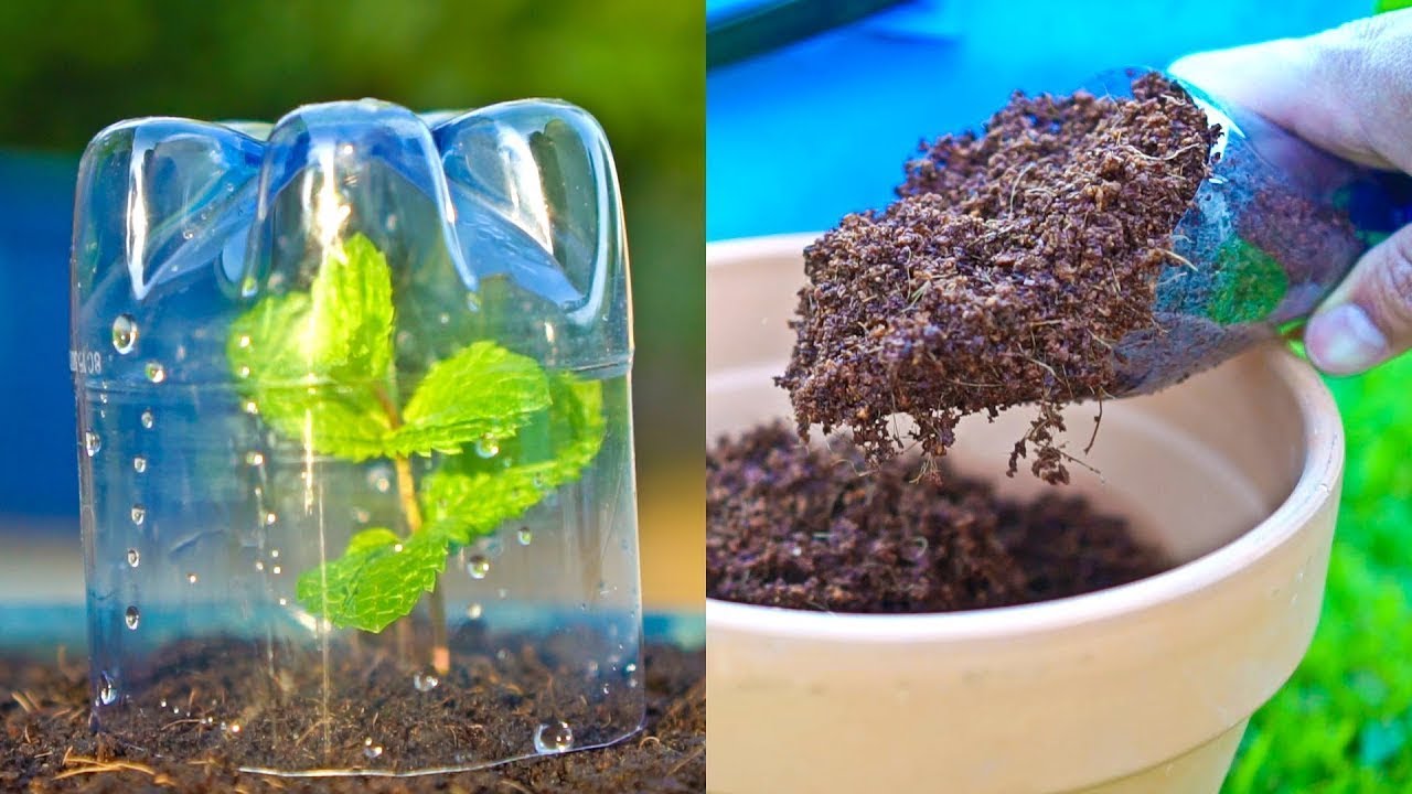 Awesome Gardening Hacks You Should Know || 5 Minutes Craft Gardening ||