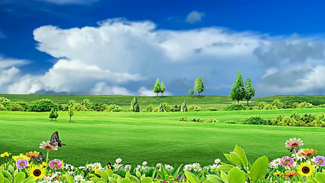 Natural Flower Background Video, Beautiful Flower Garden #BSmotion