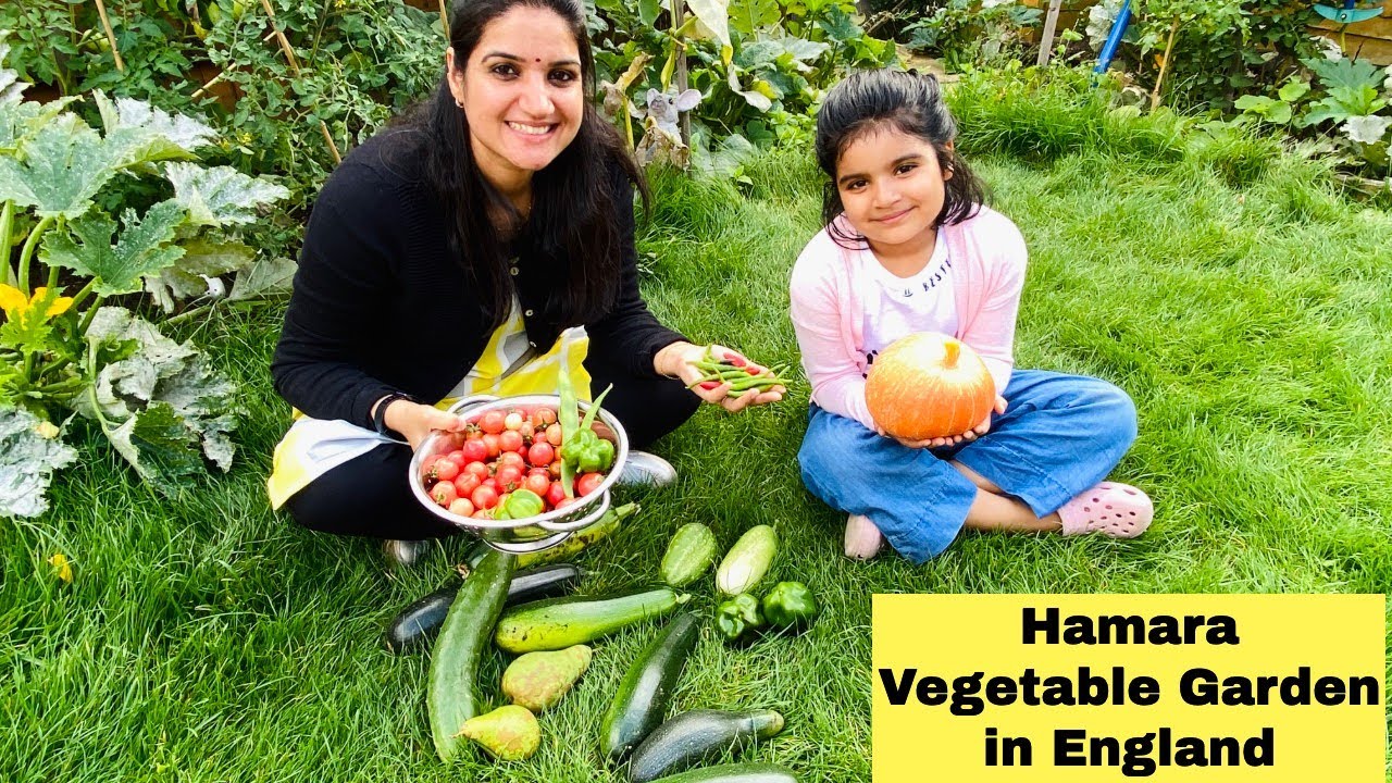 Vegetable Garden Harvesting day Sept 2020| Vegetable/Kitchen Garden in England| The Sangwan Family