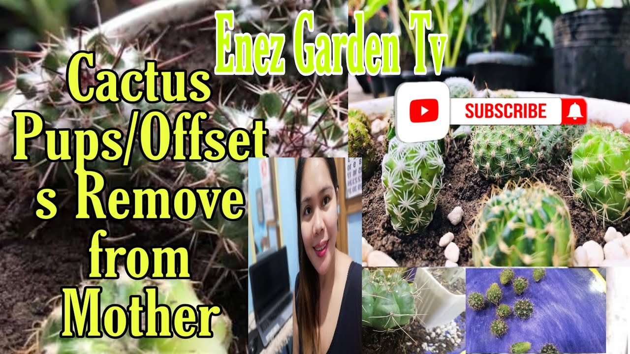 How To Remove Pups (Offsets) In Mother  Cactus|Plantitas Gardening Tips