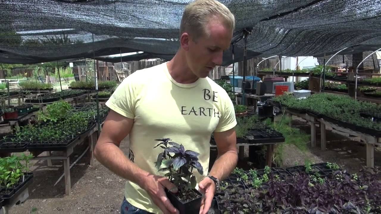 My Favorite Nursery in Phoenix, Arizona for a Vegetable Garden!