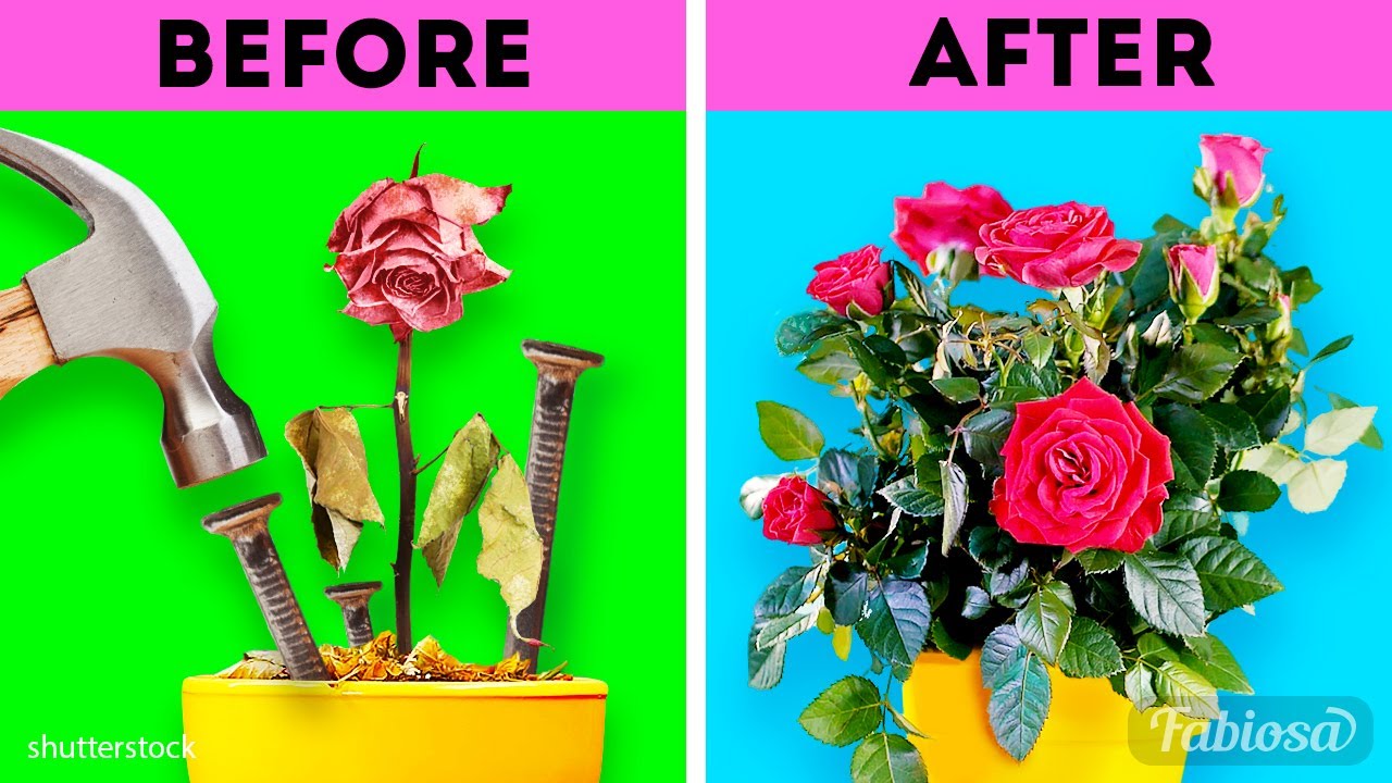 6 clean and organic gardening hacks that save houseplants | DIY tricks