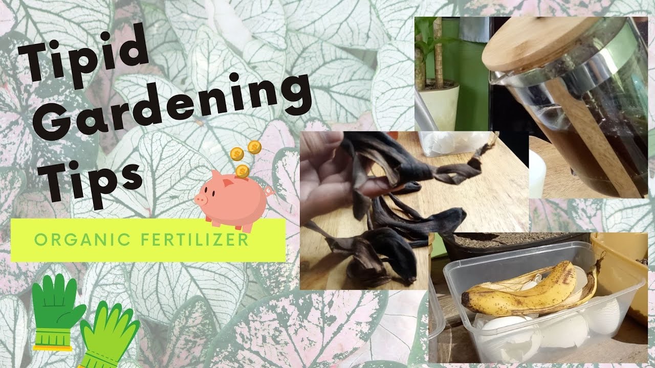 Tipid Fertilizers | Gardening Tips