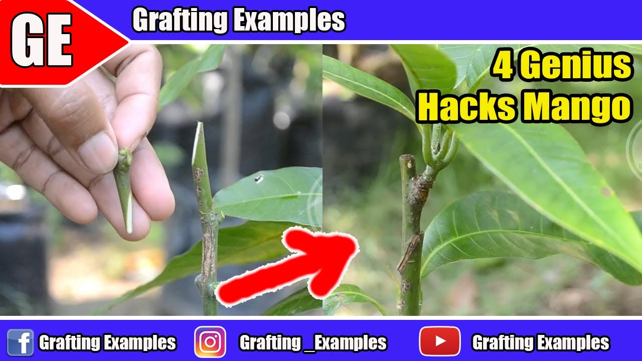 4 Genius Garden Hacks On Mango Tree That Actually Work