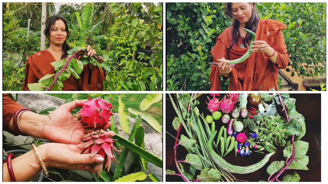 Harvesting Vegetables & Fruit In My Terrace Garden | Terrace Garden Over View |