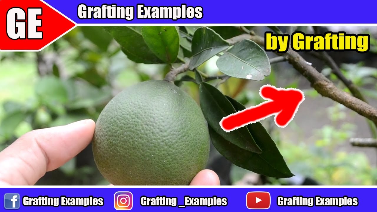 5 Gardening Hacks On Citrus Tree That Will Blow Your Mind