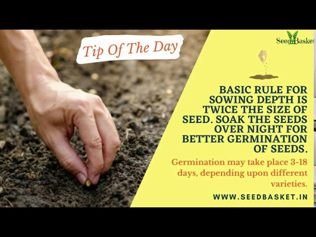 Basic rules every gardener should follow | Gardening Tips for beginners | Home Garden | SeedBasket