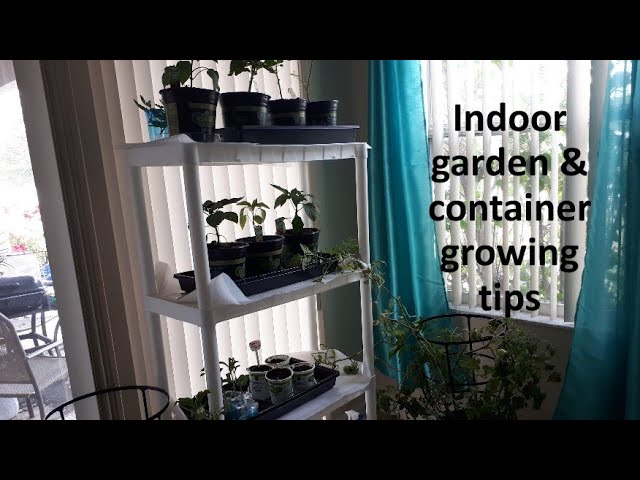 Indoor garden & Container growing tips