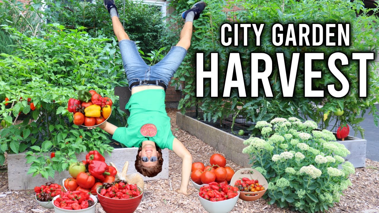 Abundant Vegetable Harvest from a Suburban Garden