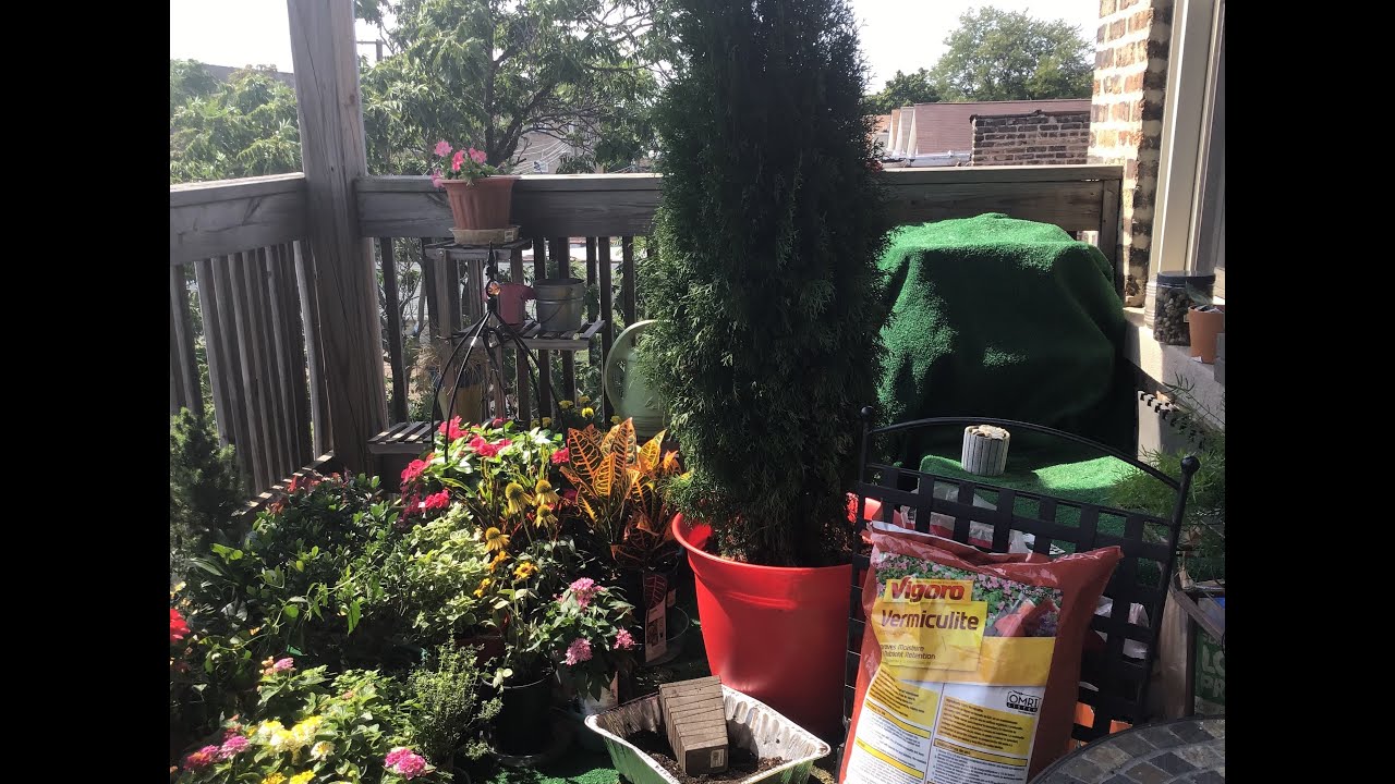 Urban Gardening for Beginners: Arborvitae Tree