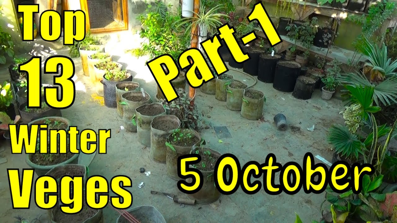 Top 13 Easy To Grow Winter Vegetables For Beginners Part-1