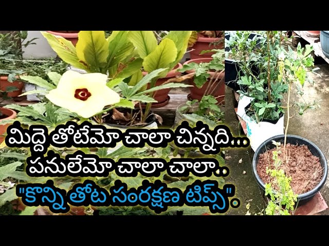 Gardening Care. Repotting plants in middethota. Roof gardening tips.